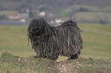 PULI 021